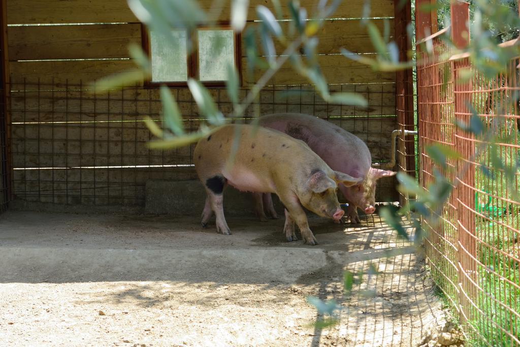 Agriturismo La Casuccia Castelfranco di Sopra 外观 照片
